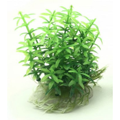 rostlina do akvária 10cm