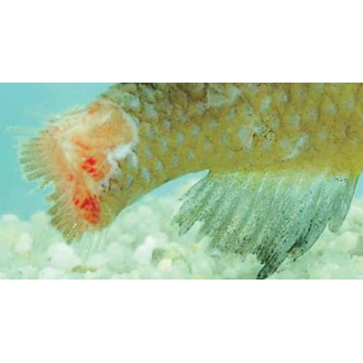 nemoci ryb - rozklad ploutví