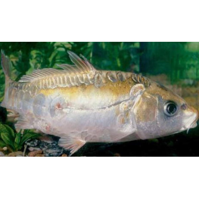 nemoci ryb - krvavé tečky od parazitů