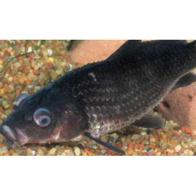 nemoci ryb - vypouklé oči