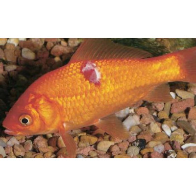 nemoci ryb - vředy závojnatky