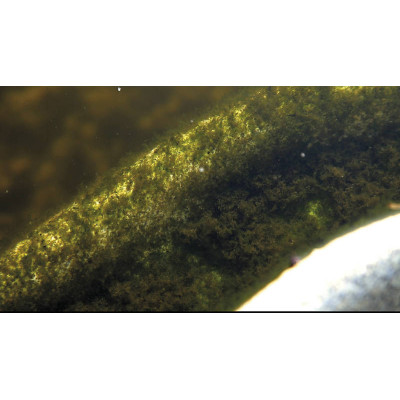 OASE Algo Direct 5 l