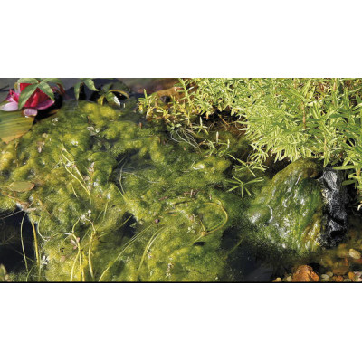 AquaActiv AlGo Direct 5000 ml