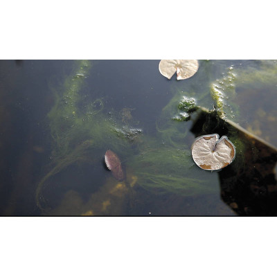 OASE Algo Direct 5000 ml