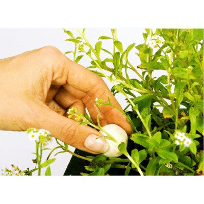 Velda Growth balls XL