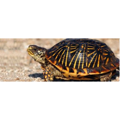 krmení pro vodní želvy Tartafoods