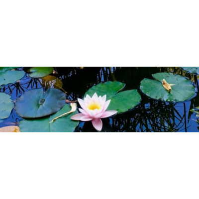 hnojivo pro lekníny