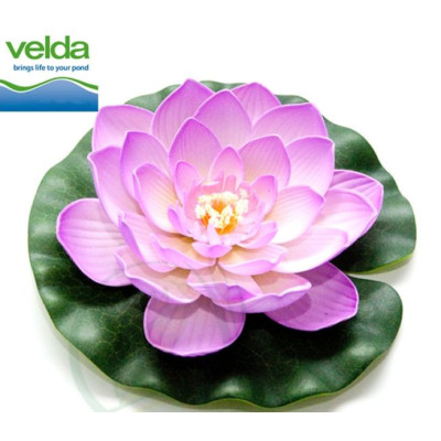 Velda Leknín fuchsia na listu 20 cm