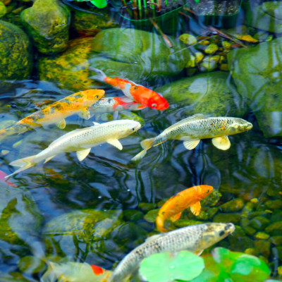 Grower krmivo pro ryby v jezírku