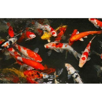 krmení pro ryby Grower 15 kg