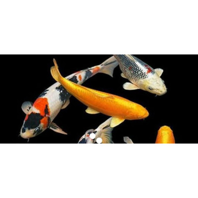 krmivo pro ryby v jezírku Profi Prime 5 l