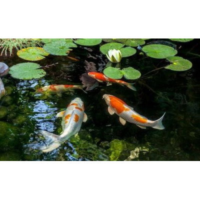 granule pro bazénové ryby 15 kg