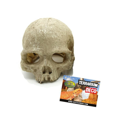 dekorace Lebka Reptile Nova