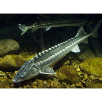 Krmivo pro jesetery PROFI 3 mm 2 l