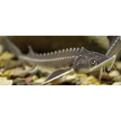 granule pro jesetery 6mm