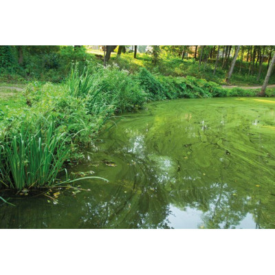 AquaActive AlGo Greenaway 500 ml