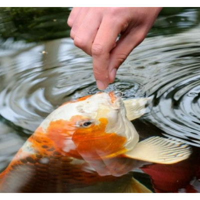 krmení pro koi kapry Grower