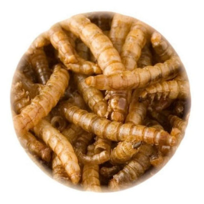 moučný červ sušený