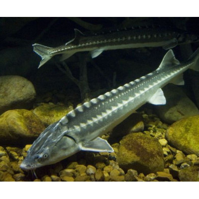 Profi krmivo sturgeon - jeseter
