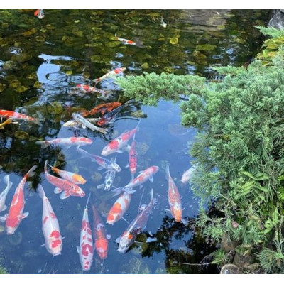 krmivo pro koi kapry Sera KOI  Color Medium