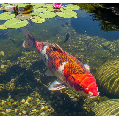 Tříbarevné krmivo Profi-Mix 15 kg 3 mm