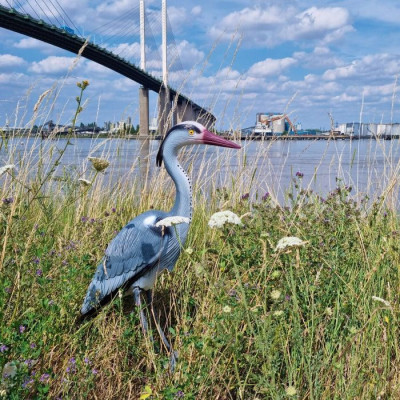 volavka plašič ptáků