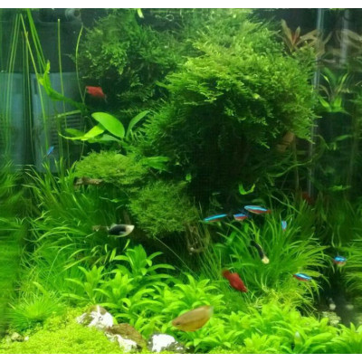 Náplně NCF-600, 800