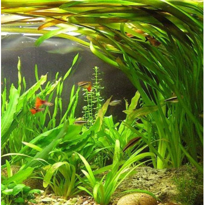 Náplně NCF-600, 800