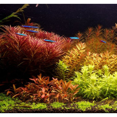 Magnetická stěrka MA - M