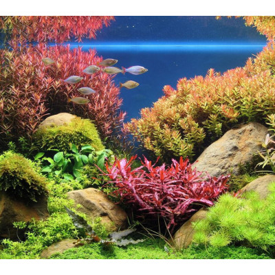 Oboustranná stěrka na řasu 56 cm