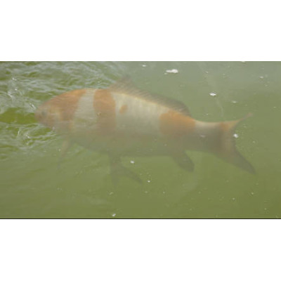 AquaActive PondClear 5 l