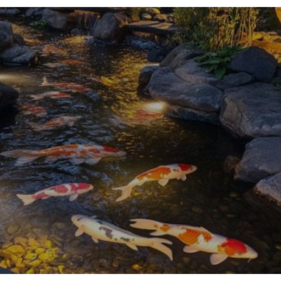 Voda v jezírku bez řas