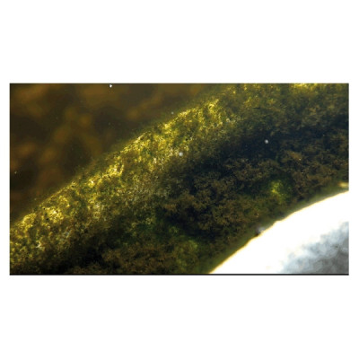 Algo Universal 500 ml