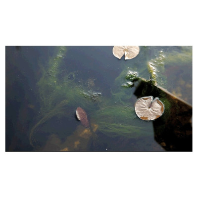 Algo Universal 500 ml