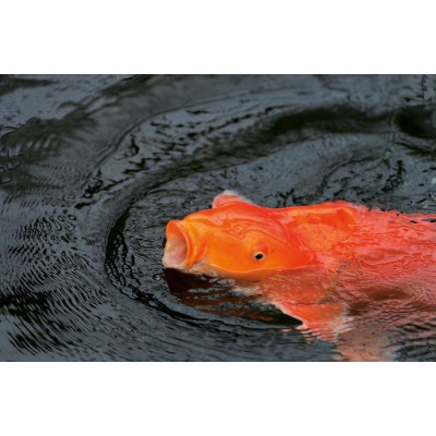 OASE Dynamix Flakes 1l krmení pro ryby