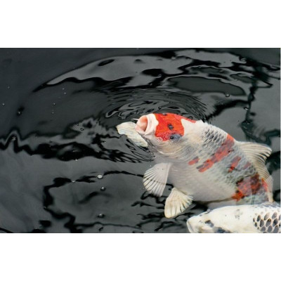 OASE Dynamix Super Mix 1l krmení pro ryby