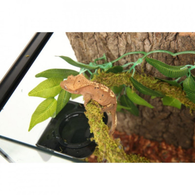 mechová liána Repti Zoo