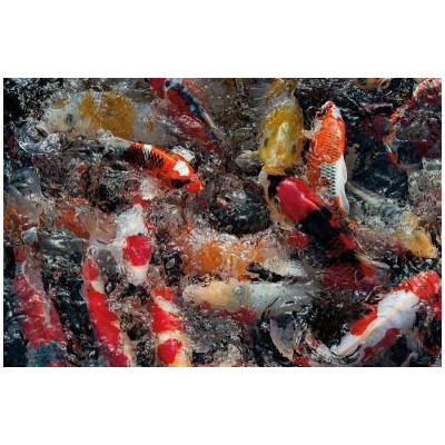 pelety pro Koi kapry Dynamix