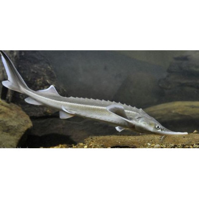 Krmení pro jesetery 25 kg