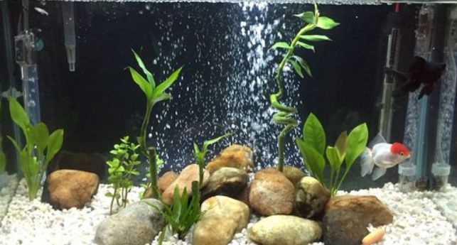 provzdušňování akvára