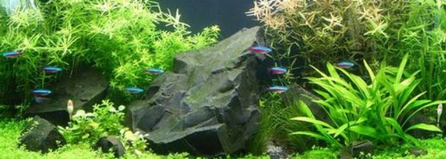 akvarijní chemie na úpravu vody  z řádu