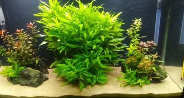 Prodac substráty do akvárií Kladno