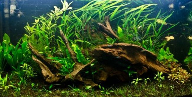 dekorace do akvária AV Record Kladno