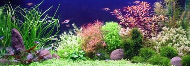 přípravky do akvária od Seachem zajišťují čistou vodu