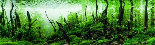 Produkt pro odstranění řas z akvária
