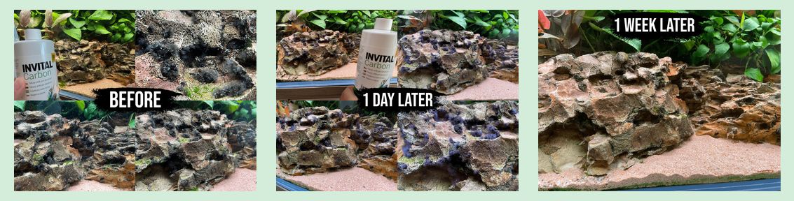 Carbon na řasu v akváriu