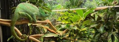 rosení pro chameleona