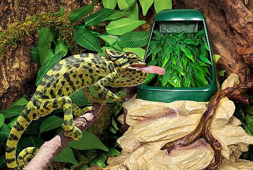 Pítko do terária pro plazy DF09