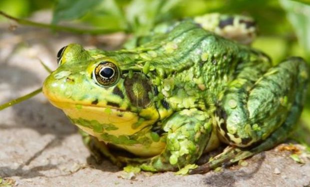 Žába do terária