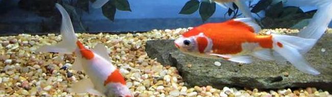 zlaté rybky - závojnatky v jezírku